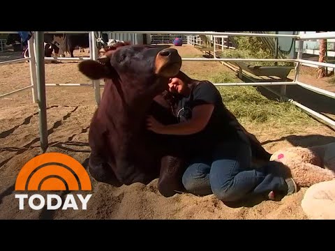 How ‘Cow Hugging’ Has Become A Popular New Form Of Meditation