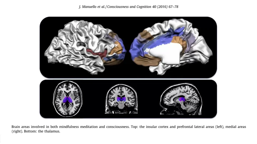 Active Brain Areas in Mindfulness Meditation