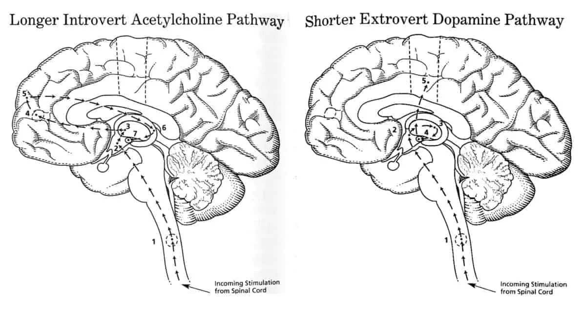 extrovert-brain-pathway