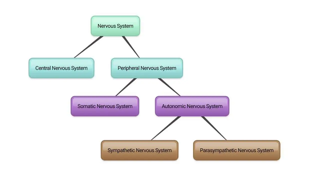 How To Stimulate Your Vagus To Lift Your Mood (From Science) 4 Divisions of the nervous system