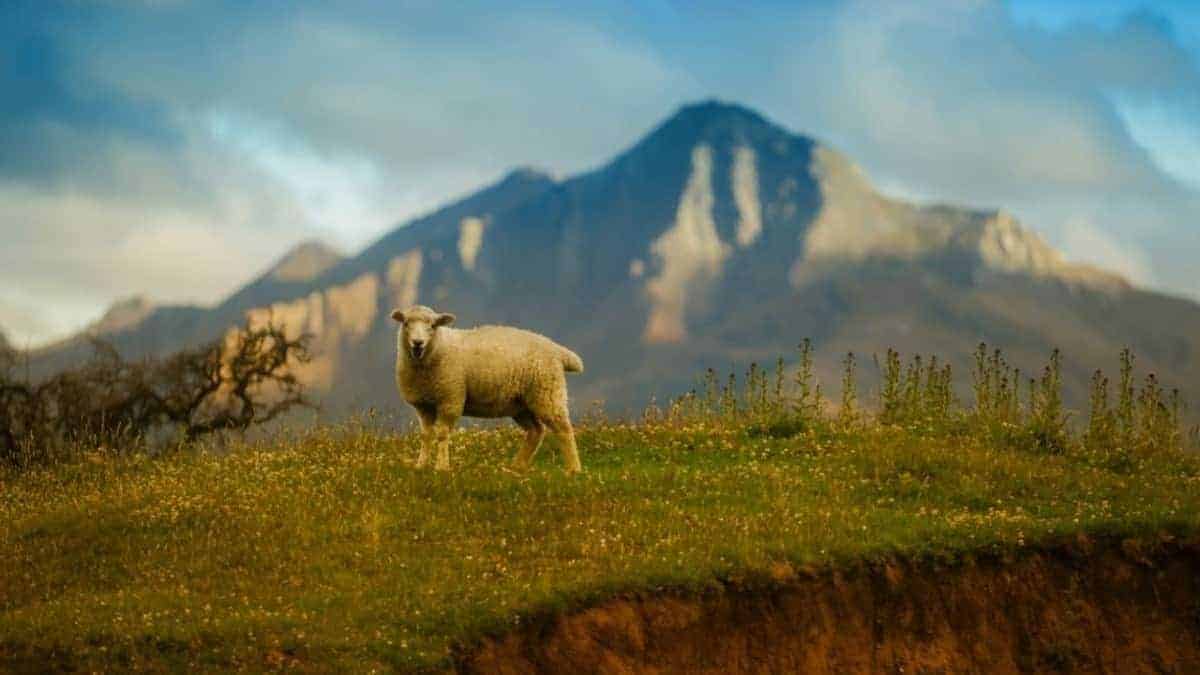 6 Scientific Hacks To Sleep Better | PDF 4 The Happiness Blog How-To-Hack-Poor-Sleep-Counting-Sheep