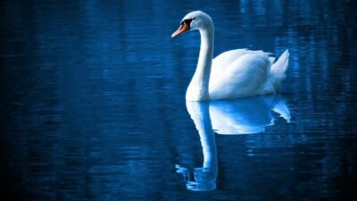 Raisin Exercise & Body Scan: 2 Simple Mindfulness Practices