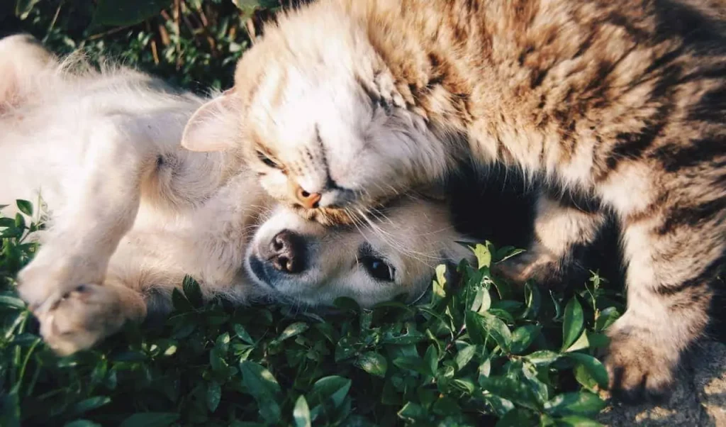 how to refresh mind: pictures-of-cute-pets-can-makes-us-happier