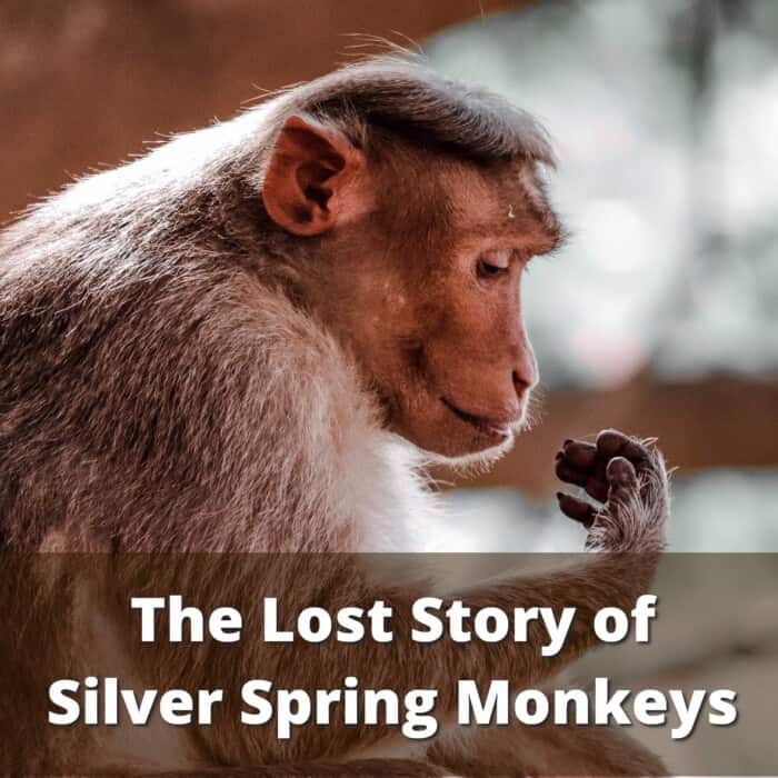 Story of Silver Spring Monkeys