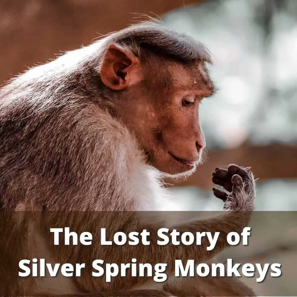 Story of Silver Spring Monkeys Story of Silver Spring Monkeys