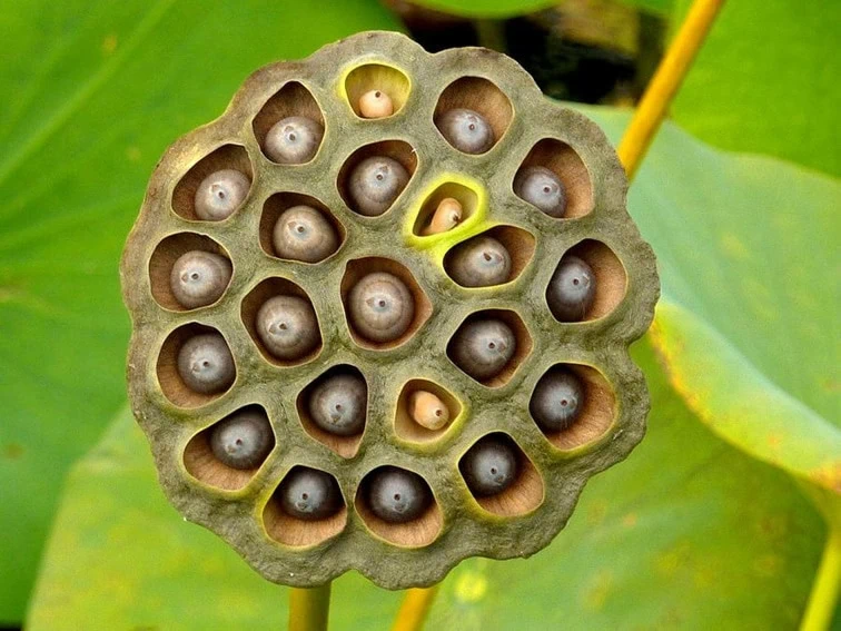 lotus seed pod trypophobia