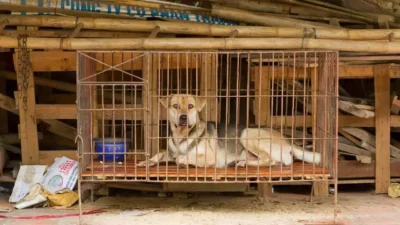 Learned Helplessness: What The Wailing Dogs of Seligman Taught Us