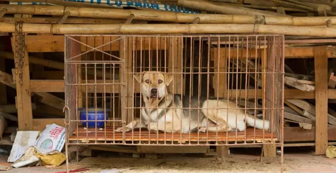 Learned Helplessness: What The Wailing Dogs of Seligman Taught Us