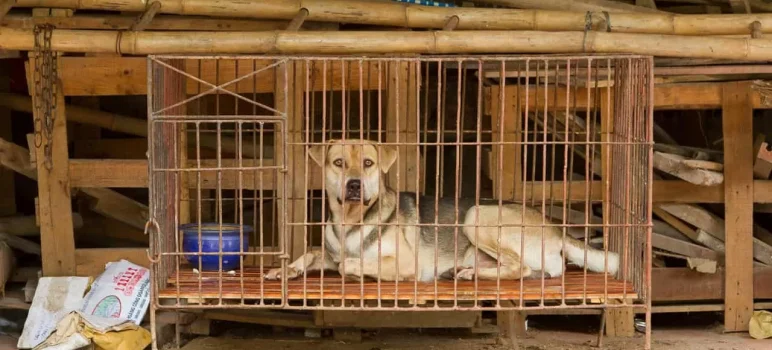 Learned Helplessness - Martin Seligman