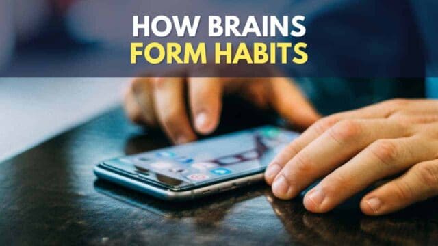 How Are Habits Formed In Brain