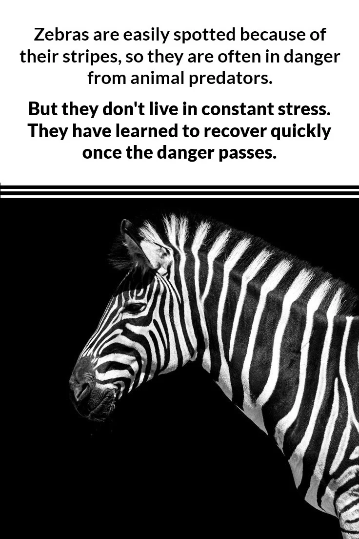 zebra-acute-stress-relief-PIN