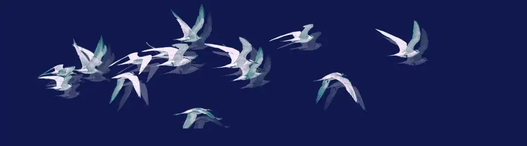 birds on a dark evening sky