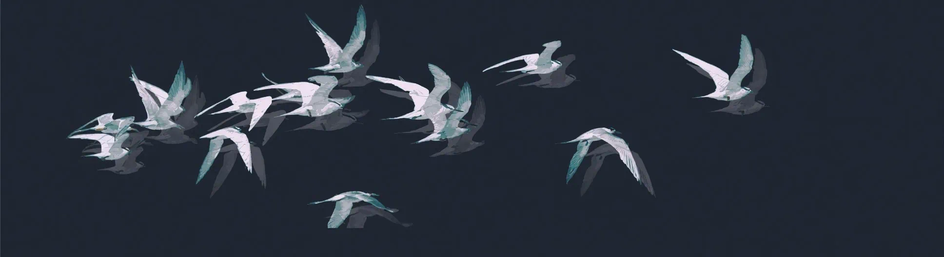 birds on a dark evening sky